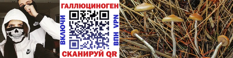 Псилоцибиновые грибы MAGIC MUSHROOMS  Болохово 